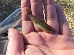 Etheostoma nigripinne