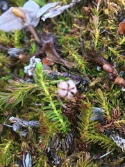 Harrimanella hypnoides