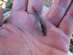Etheostoma nigripinne