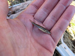 Etheostoma nigripinne