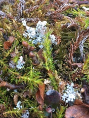 Harrimanella hypnoides