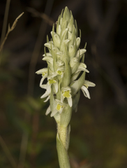 Brachystele unilateralis