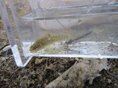 Etheostoma nigripinne