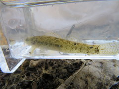 Etheostoma nigripinne