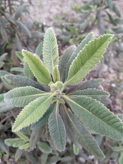 Eriodictyon crassifolium