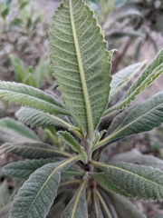 Eriodictyon crassifolium