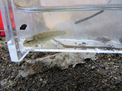 Etheostoma nigripinne