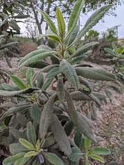 Eriodictyon crassifolium