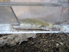 Etheostoma nigripinne