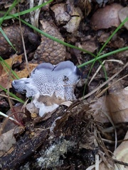 Phellodon niger alboniger