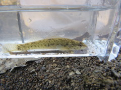 Etheostoma nigripinne