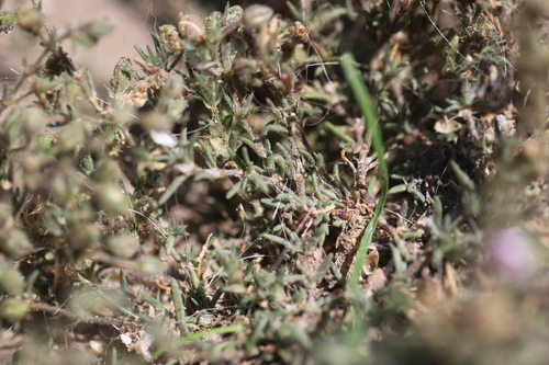 Image of Spergularia villosa by (c) Steven Bodzin, some rights reserved (CC BY)