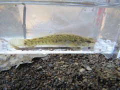 Etheostoma nigripinne