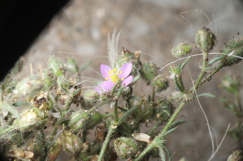 Image of Spergularia villosa by (c) Steven Bodzin, some rights reserved (CC BY)