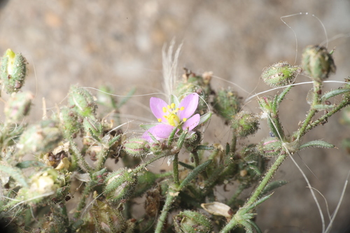Image of Spergularia villosa by (c) Steven Bodzin, some rights reserved (CC BY)