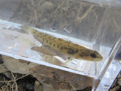 Etheostoma striatulum