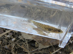 Etheostoma striatulum