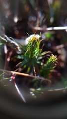 Polytrichum pallidisetum
