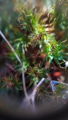 Polytrichum pallidisetum