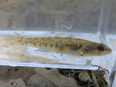 Etheostoma striatulum