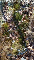 Polytrichum pallidisetum