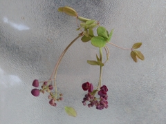 Akebia