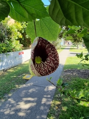 Aristolochia littoralis