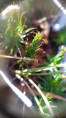 Polytrichum pallidisetum