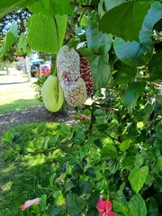 Aristolochia littoralis