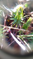 Polytrichum pallidisetum
