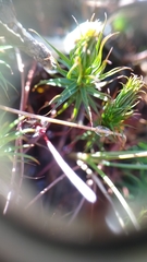 Polytrichum pallidisetum