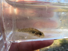Etheostoma striatulum