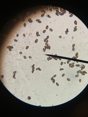 Panaeolus foenisecii