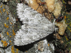 Acronicta americana