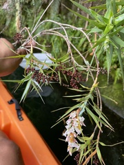 Dracophyllum sinclairii