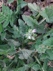 Erodium moschatum