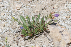 Penstemon grahamii
