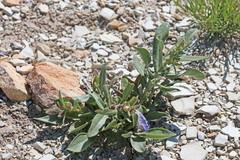 Penstemon grahamii
