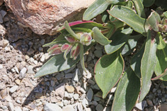 Penstemon grahamii