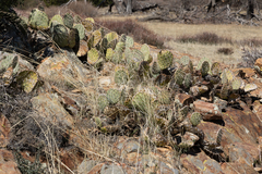 Opuntia chlorotica