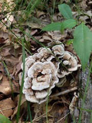 Thelephora americana