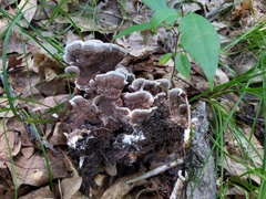 Thelephora americana