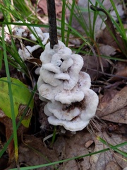 Thelephora americana