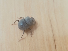 Cephalodesmius armiger