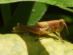Dichroplus elongatus