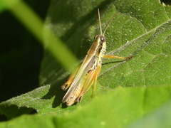 Dichroplus elongatus