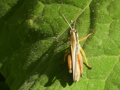 Dichroplus elongatus