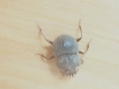 Cephalodesmius armiger