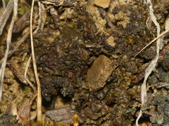 Scytinium dactylinum