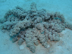 Actinodendron alcyonoideum